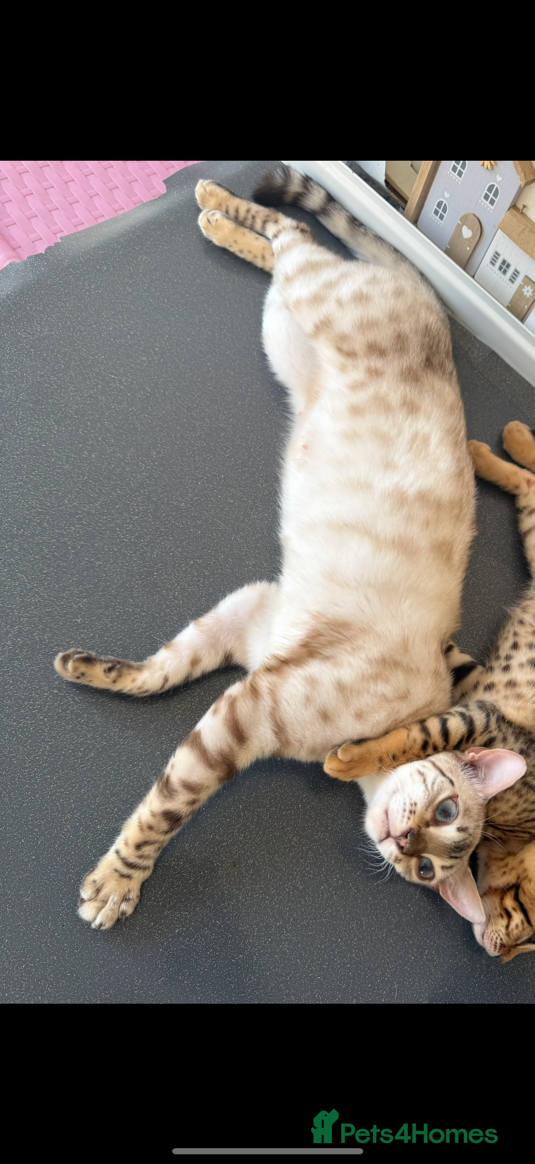 Bengal cats for sale: Beautiful bengal kittens - Image 4