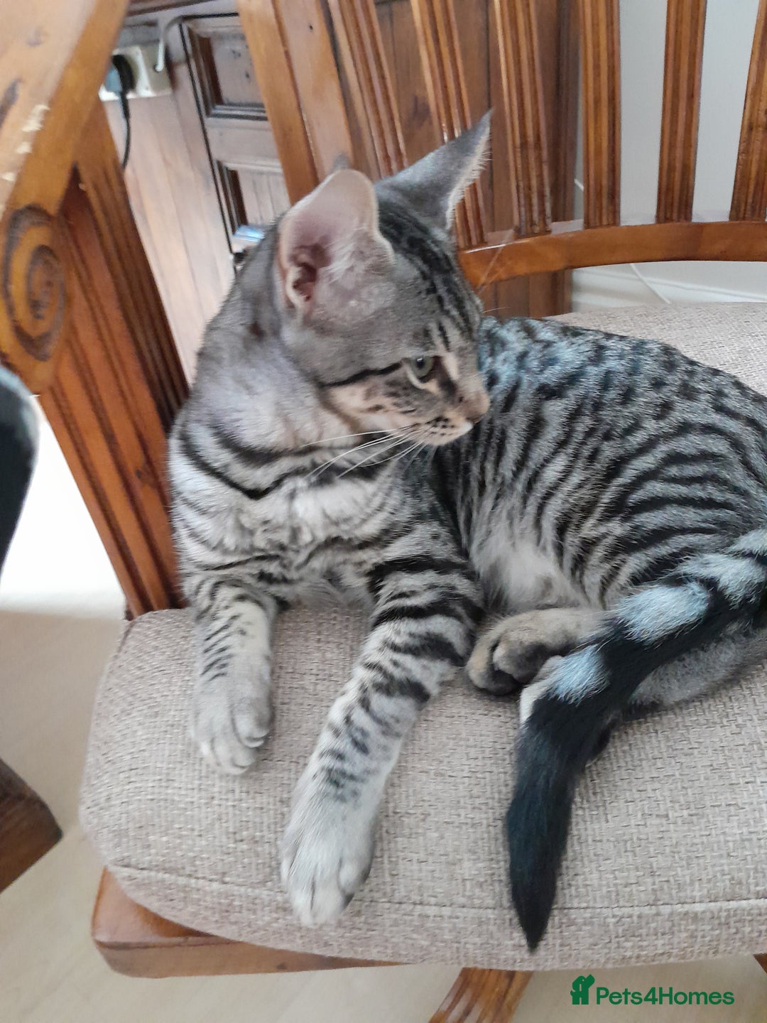 Savannah cats for sale: Full Pedigree TICA reg Savannah Girl Kitten - Image 7