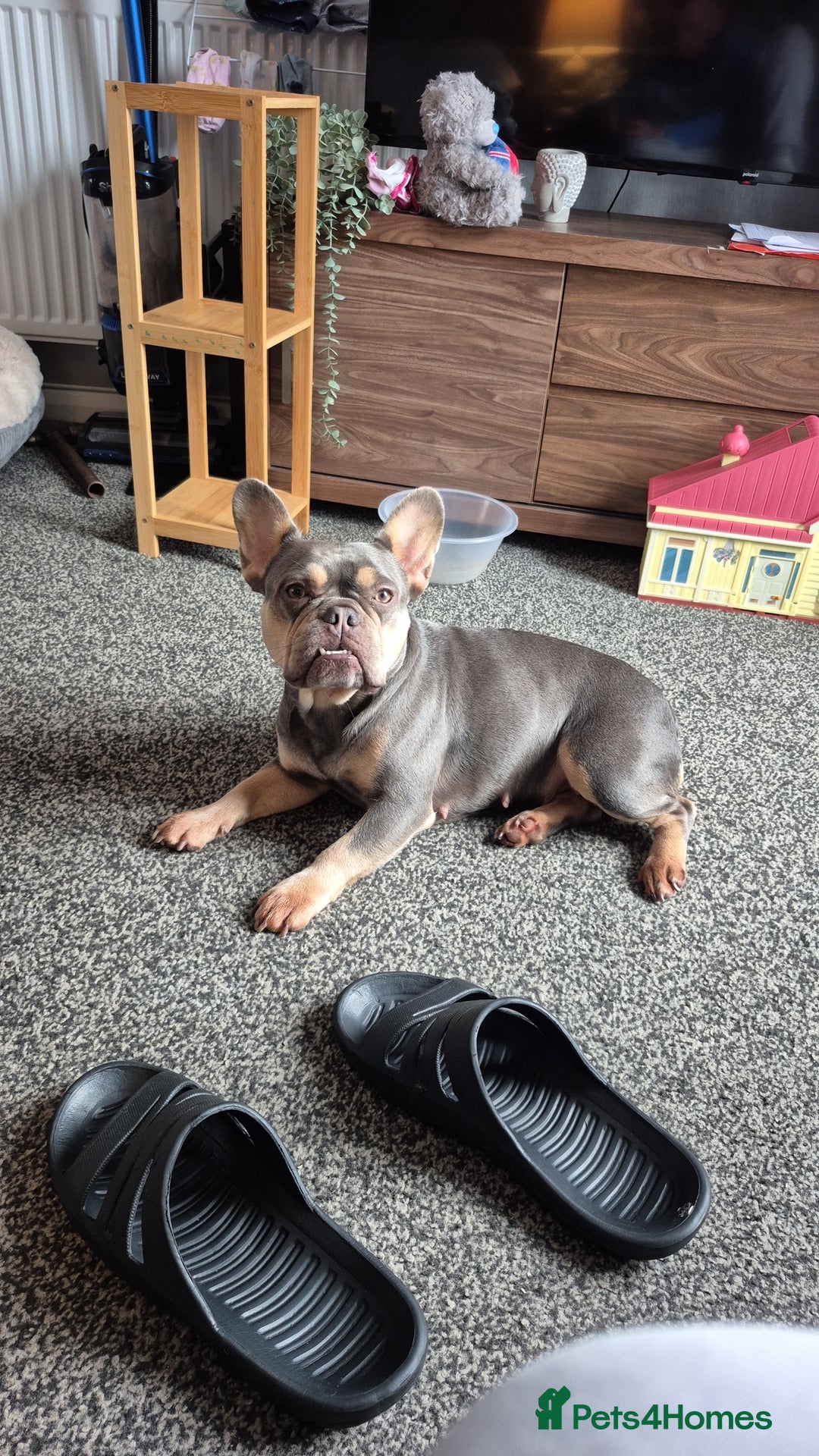 French Bulldog dogs for sale: Kiki female frenchie - Image 3