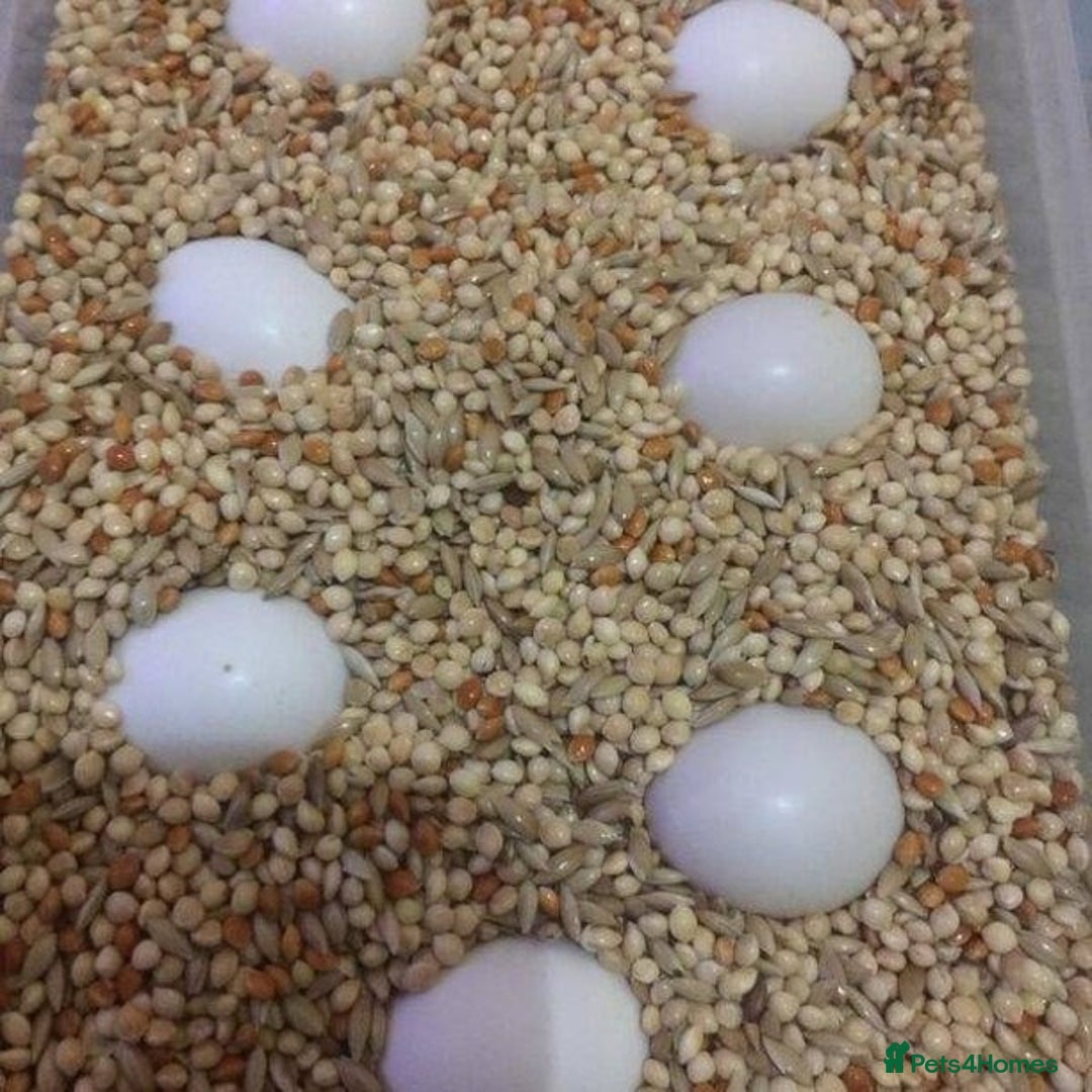 Mixed Breed birds for sale: Available Birds and Parrots - Image 10