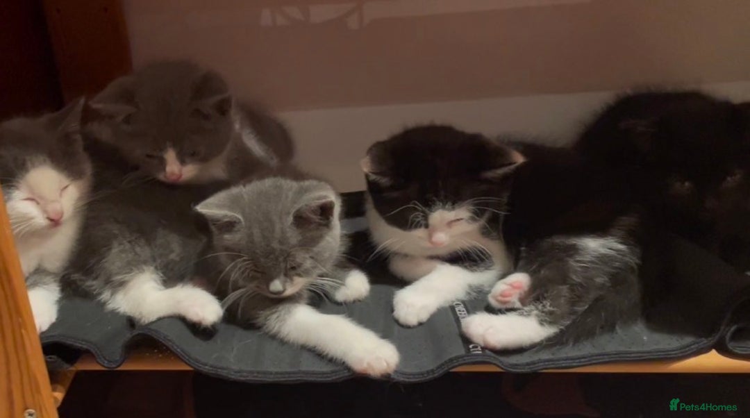 Himalayan cats for sale: Himalayan x Maine Coon Kittens – Ready Soon! - Image 8