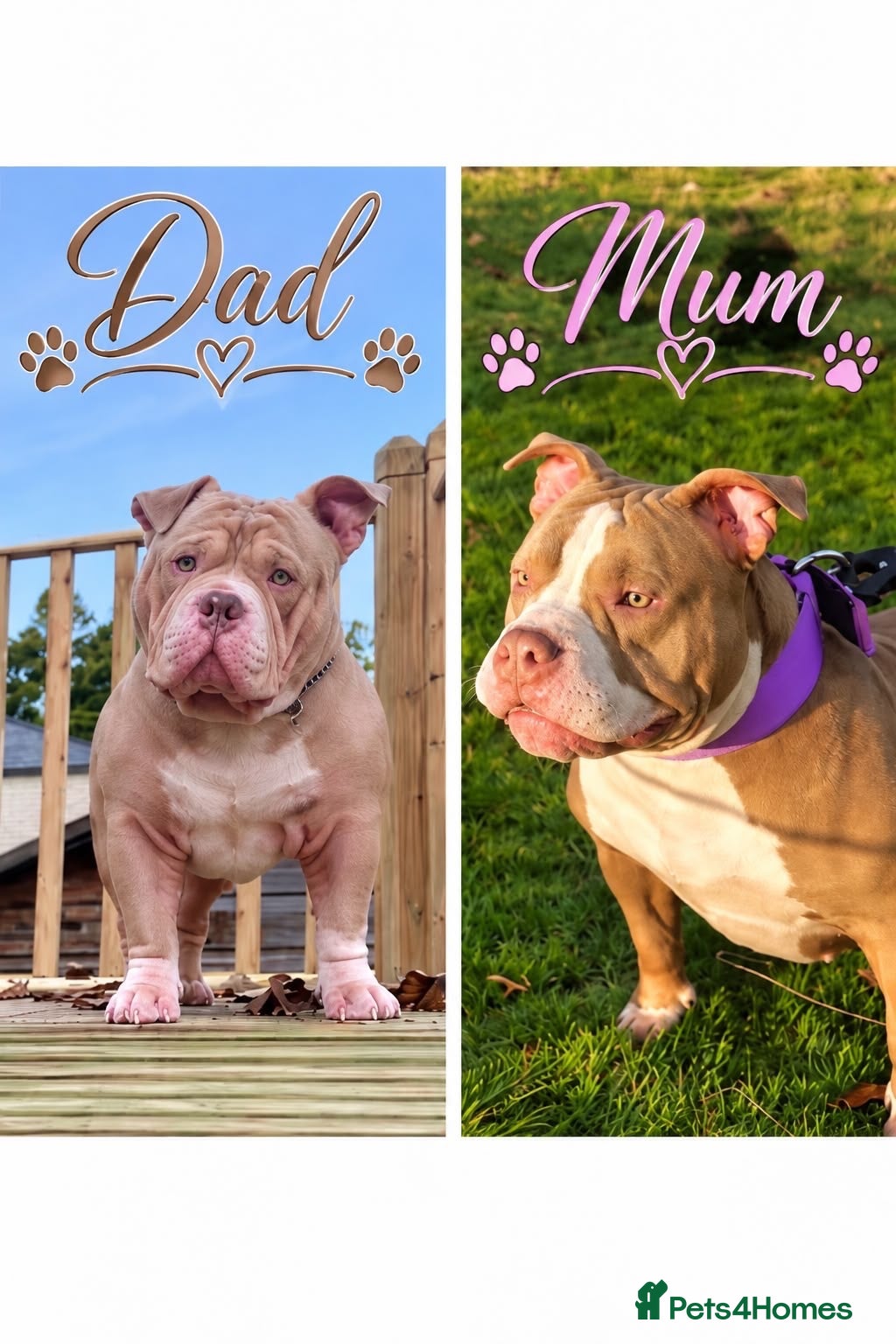 American Bully dogs Abkc registered pocket bullys  - Advert 1