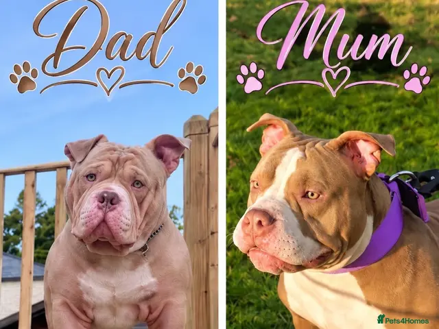 American Bully dogs Abkc registered pocket bullys - Advert 1