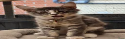 Maine Coon cats for sale: ❤️ TICA Registered Maine Coon Kittens Ready Now ❤️ - Advert 10