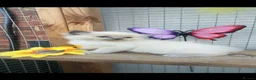 Ragdoll cats for sale: Full breed ragdoll kittens mink - Advert 5