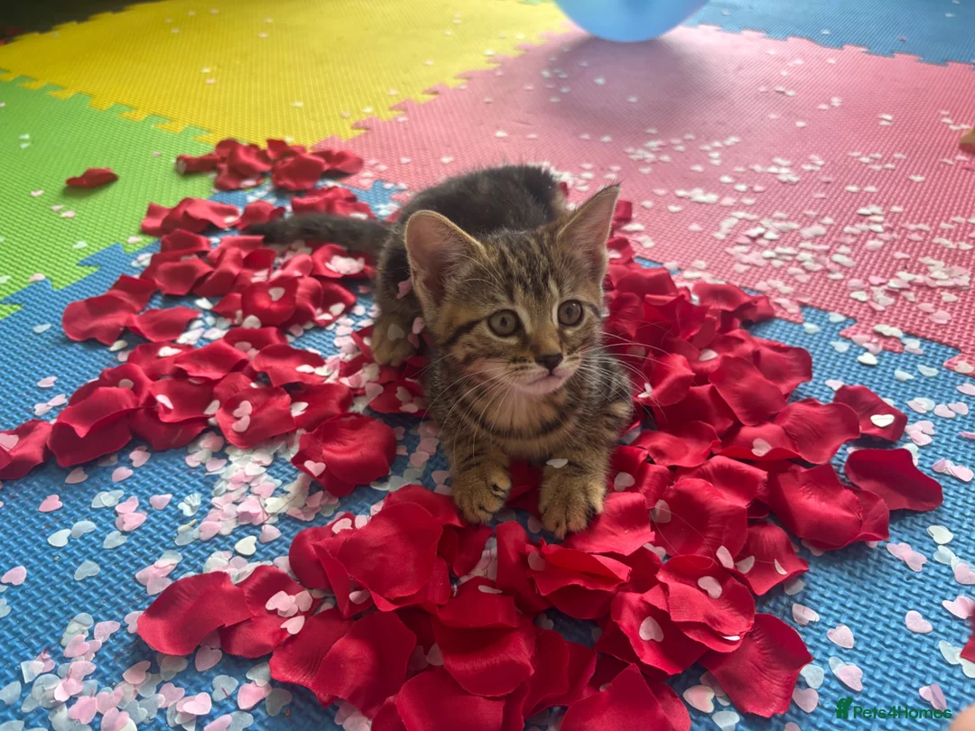 Mixed Breed cats for sale: Female mixed breed  - Advert 2
