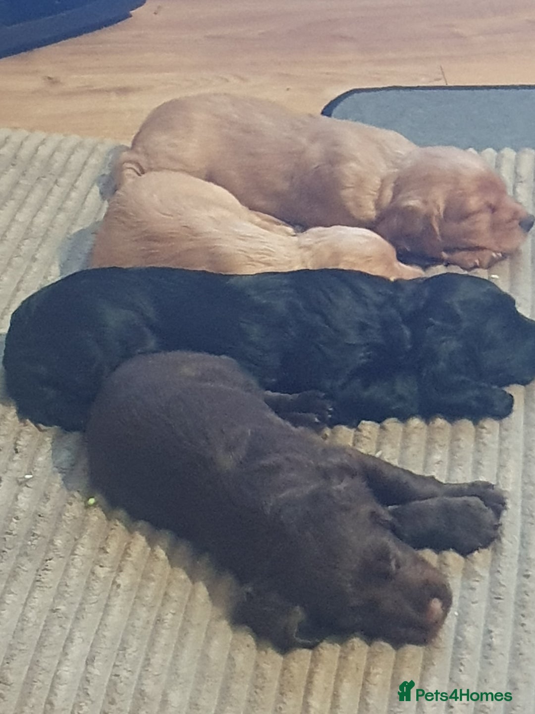 Cocker Spaniel dogs for sale: KC Registered Working Cocker Spaniel  - Advert 28