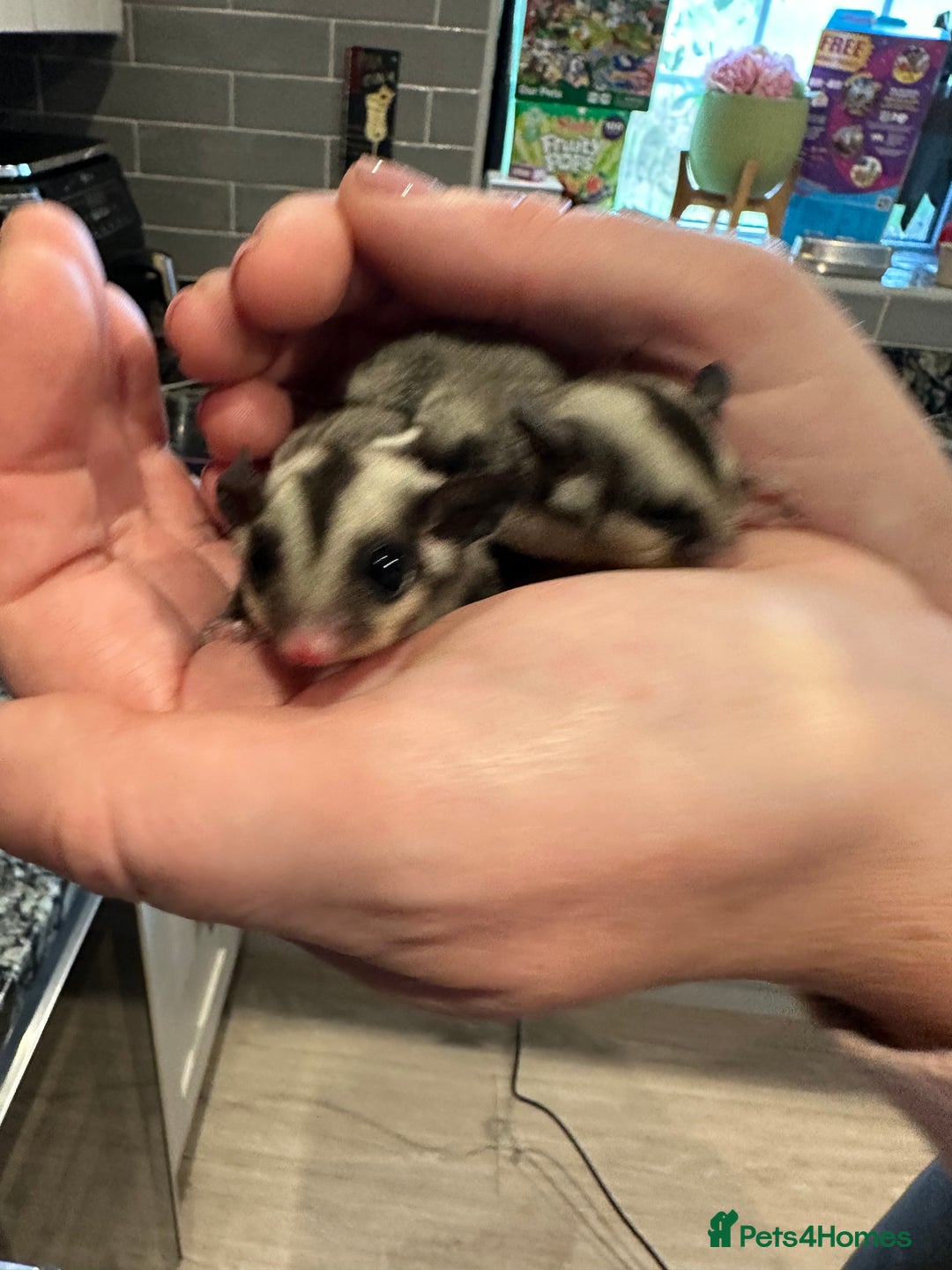 Sugar Glider rodents for sale: Baby gliders ready now  - Advert 13