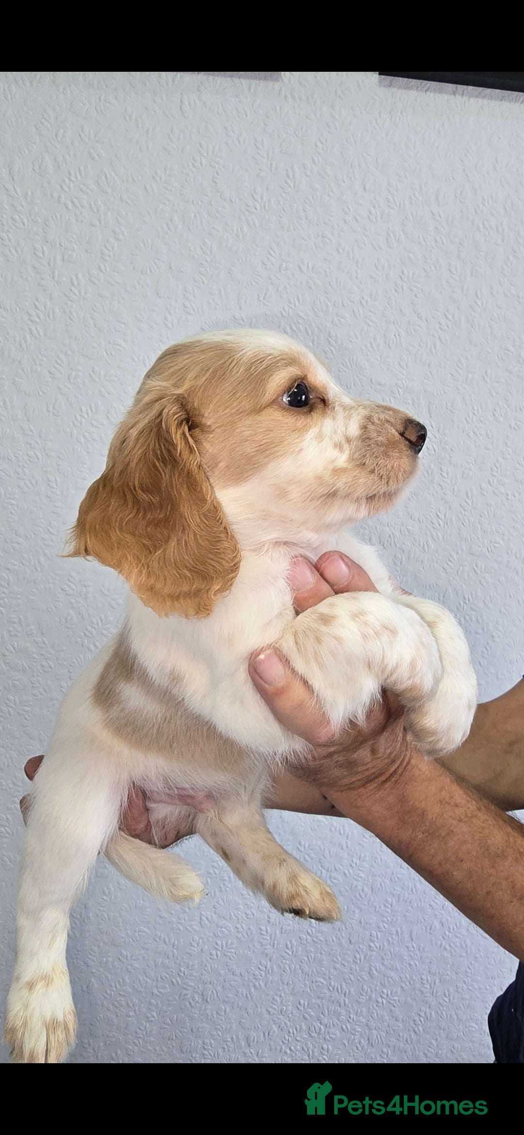 Cocker Spaniel dogs for sale: Working cocker spaniel puppies  - Image 2