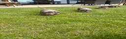 Miniature Dachshund dogs for sale: Two Mini Daschund boys looking for forever home  in Durham - Advert 7