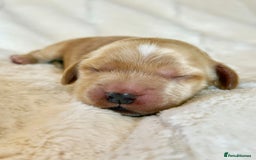 Cocker Spaniel dogs for sale: KC Reg Fully Health Tested Showline Cocker Spaniel - Image 25