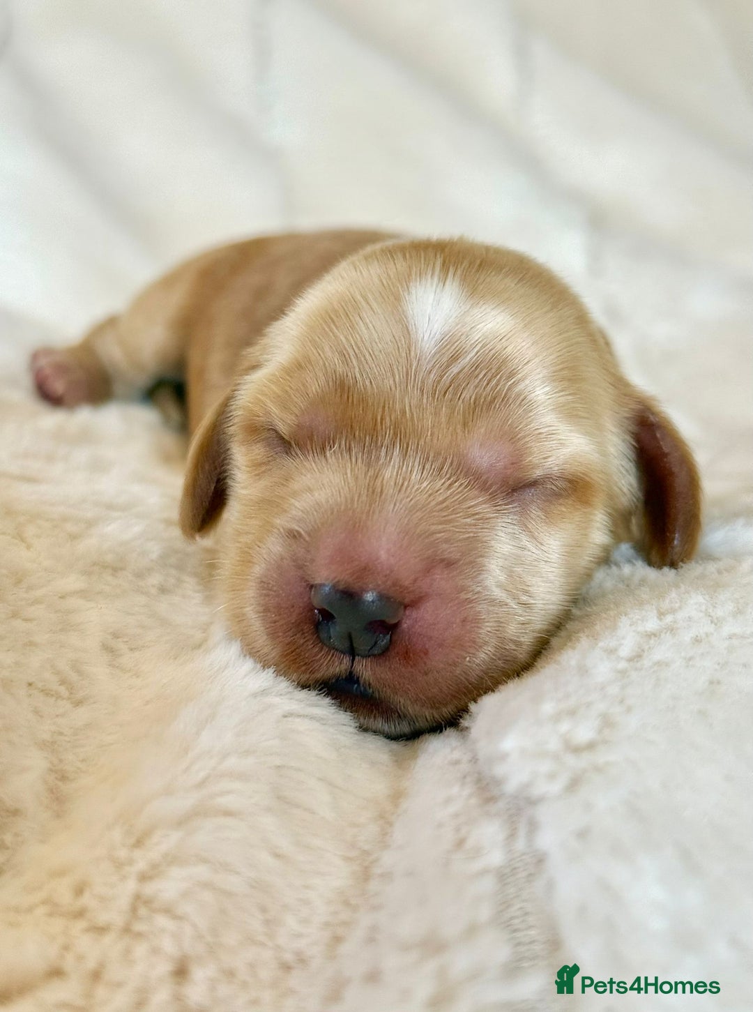 Cocker Spaniel dogs for sale: KC Reg Fully Health Tested Showline Cocker Spaniel - Image 25
