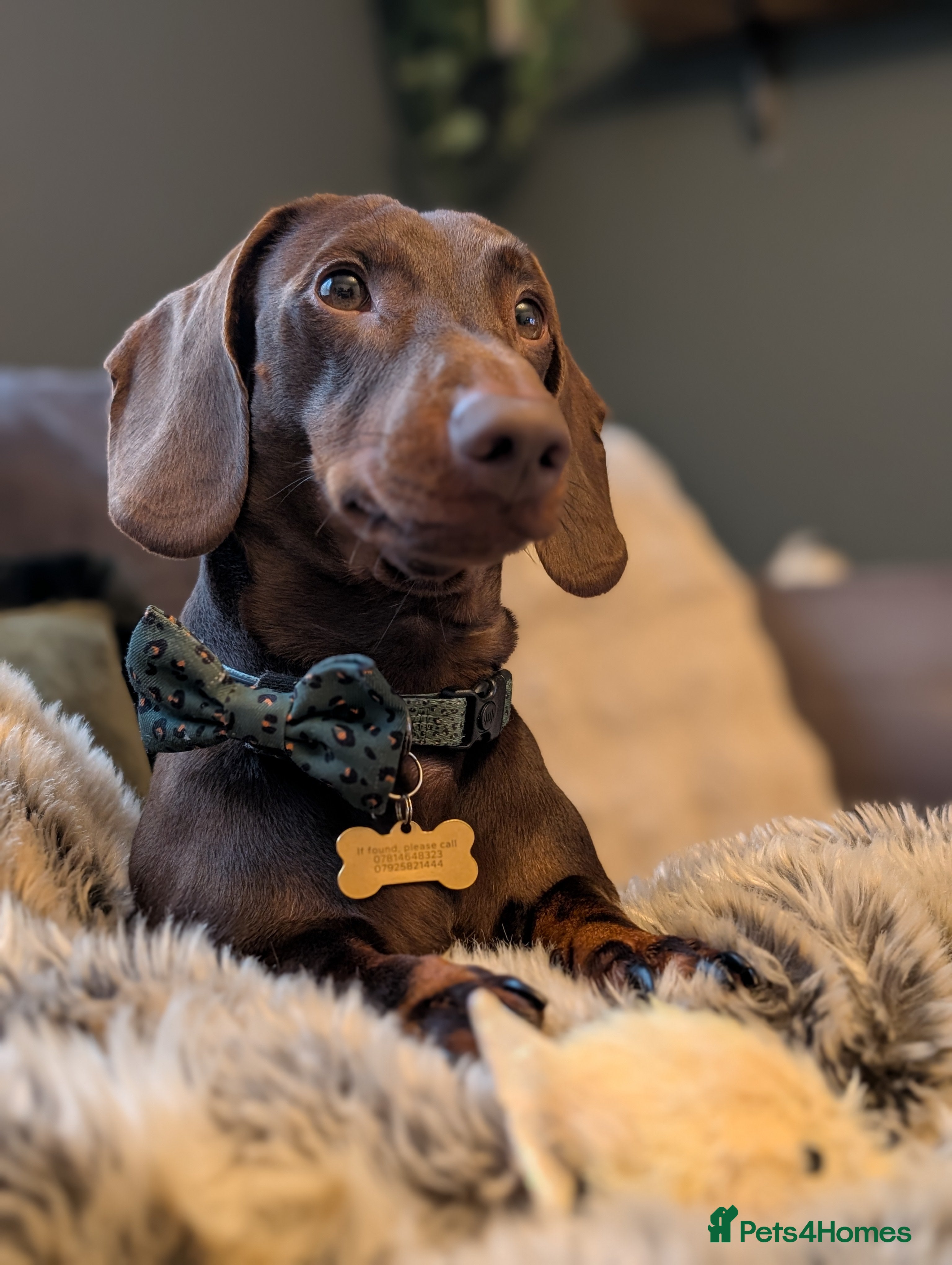 Dachshund dogs Standard Dachshund for stud - Advert 4