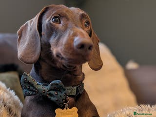 Dachshund dogs Standard Dachshund for stud - Advert 8