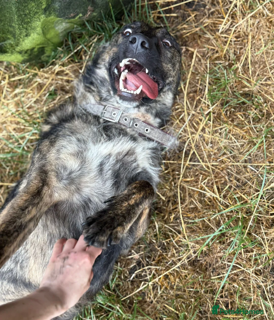 Mixed Breed dogs for adoption: Meet brilliant Bertie!!!  - Advert 2