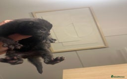 Persian cats for sale: Half Persian Kittens  - Image 5