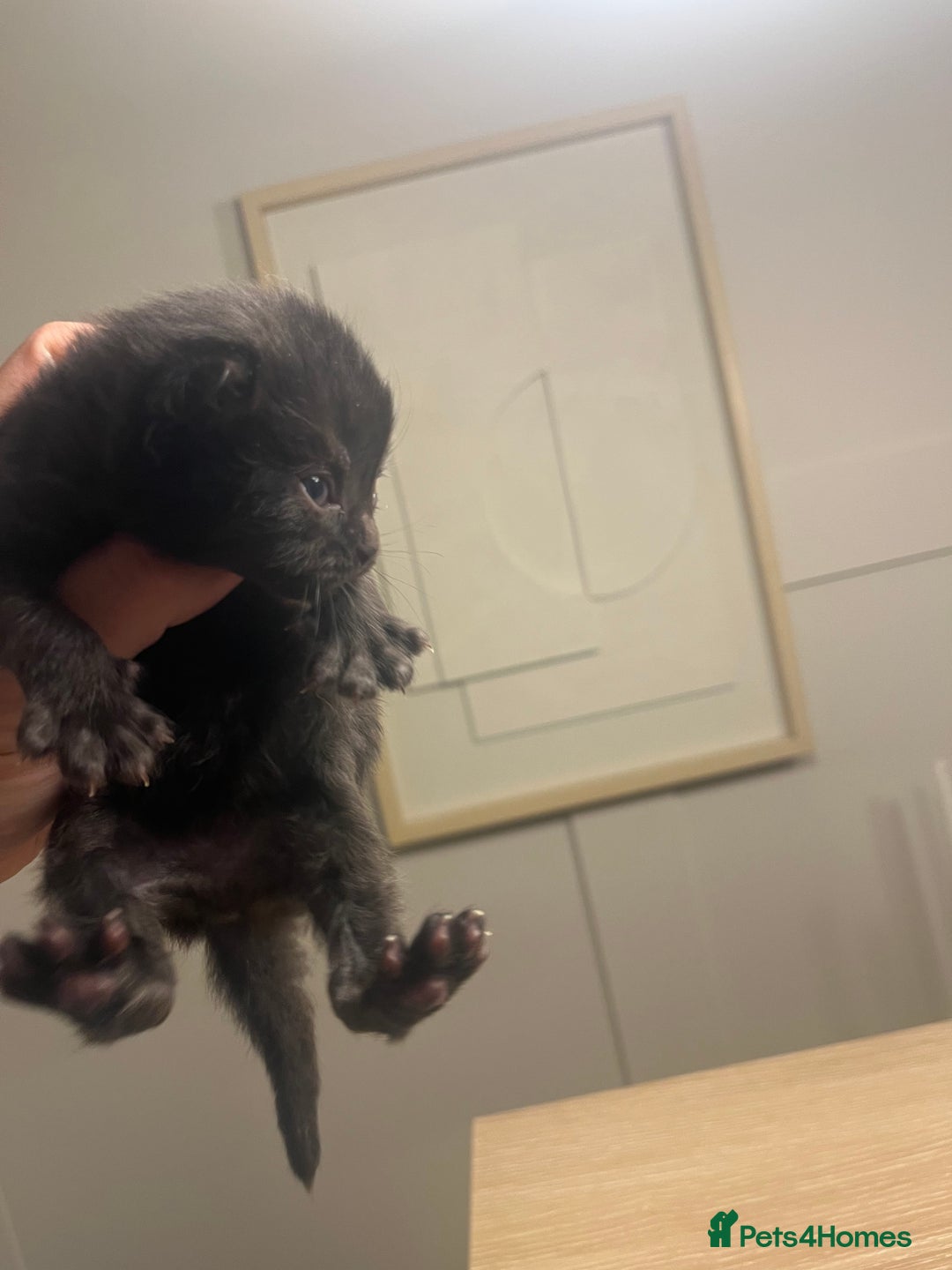 Persian cats for sale: Half Persian Kittens  - Image 5