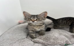 Mixed Breed cats for sale: Kittens for sale - Image 11