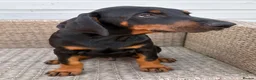 Dobermann dogs for sale: Champion and working lines KC Doberman litter - Advert 25