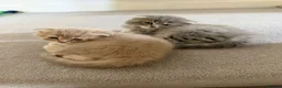 Scottish Fold cats for sale: Lovely scottish fold kitten - Advert 7