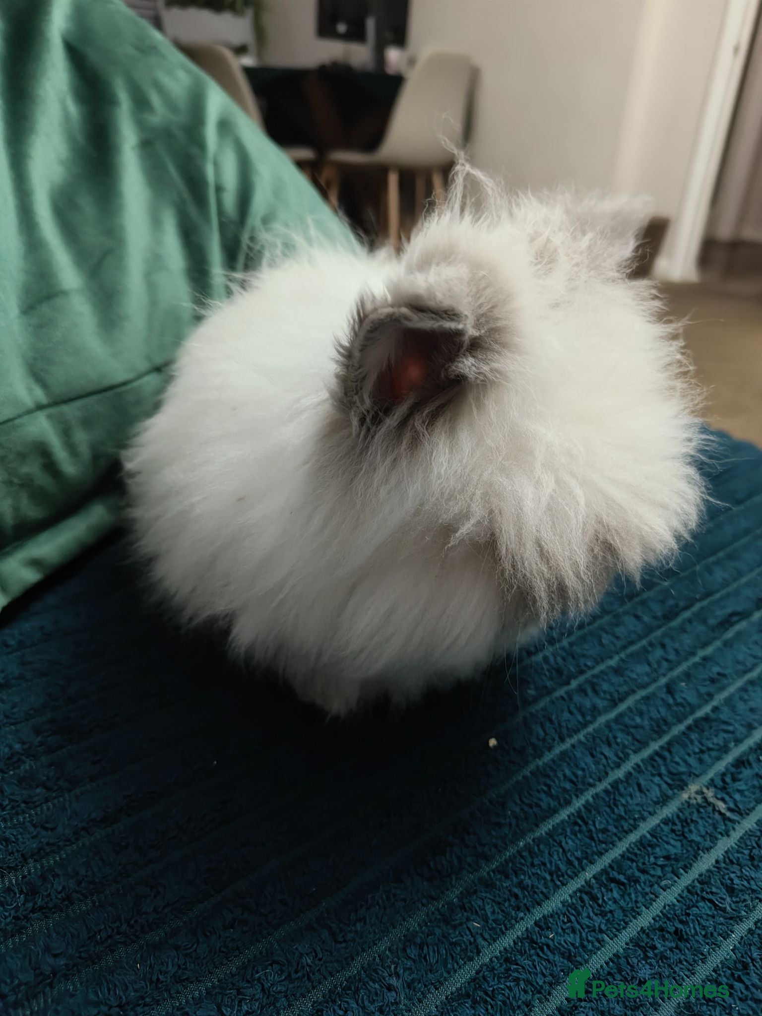 Lionhead rabbits Beautiful lion head bunnies for sale - Advert 8