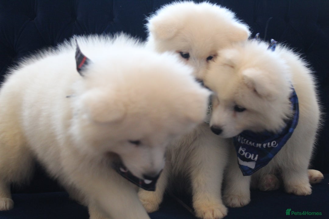 Samoyed dogs for sale: Samoyed puppies looking for the new loving  home - Image 27