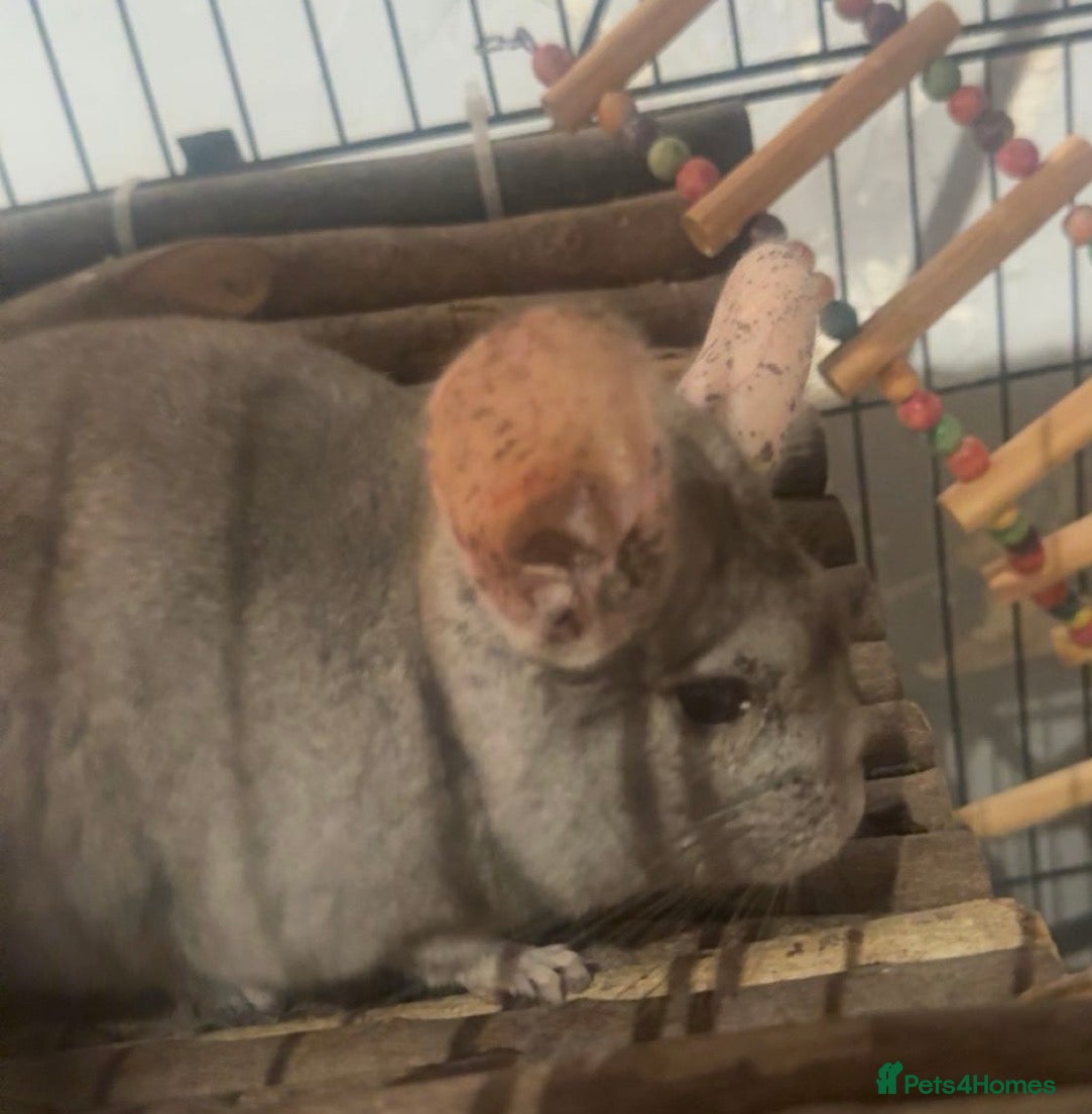 Chinchilla rodents Female chinchilla with full cage and set up  - Advert 2
