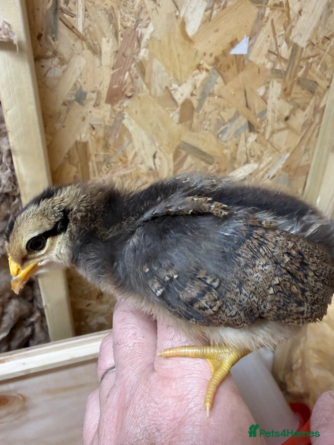 Mixed Breed poultry for sale:  **  egger chicks in Sudbury - Advert 3