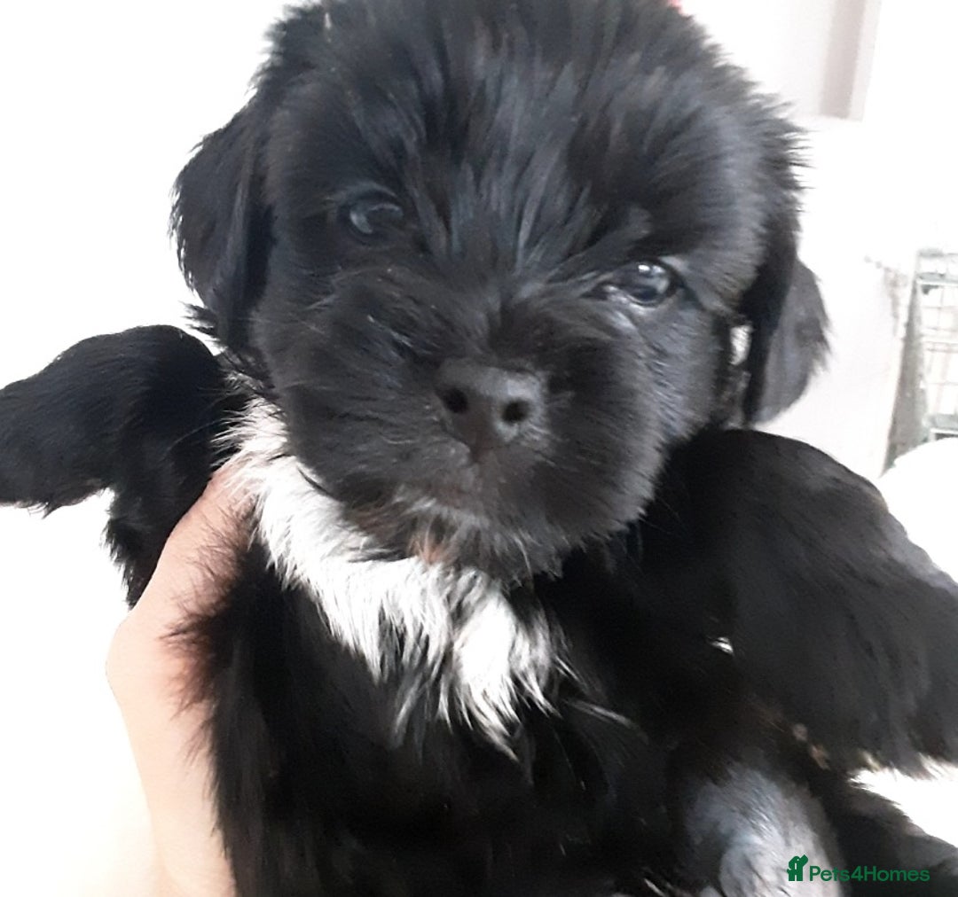 Shorkie dogs for sale: 6 Shorkie  - Image 2