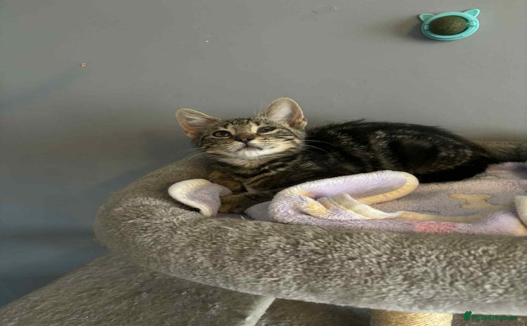 Mixed Breed cats - Advert 10
