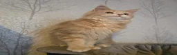 Maine Coon cats for sale: Active Cream Tabby Maine Coon Female - Advert 11