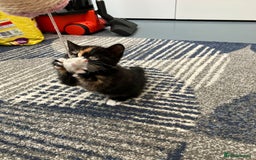 Mixed Breed cats for sale: 2 baby girl kittens for sale  - Image 5