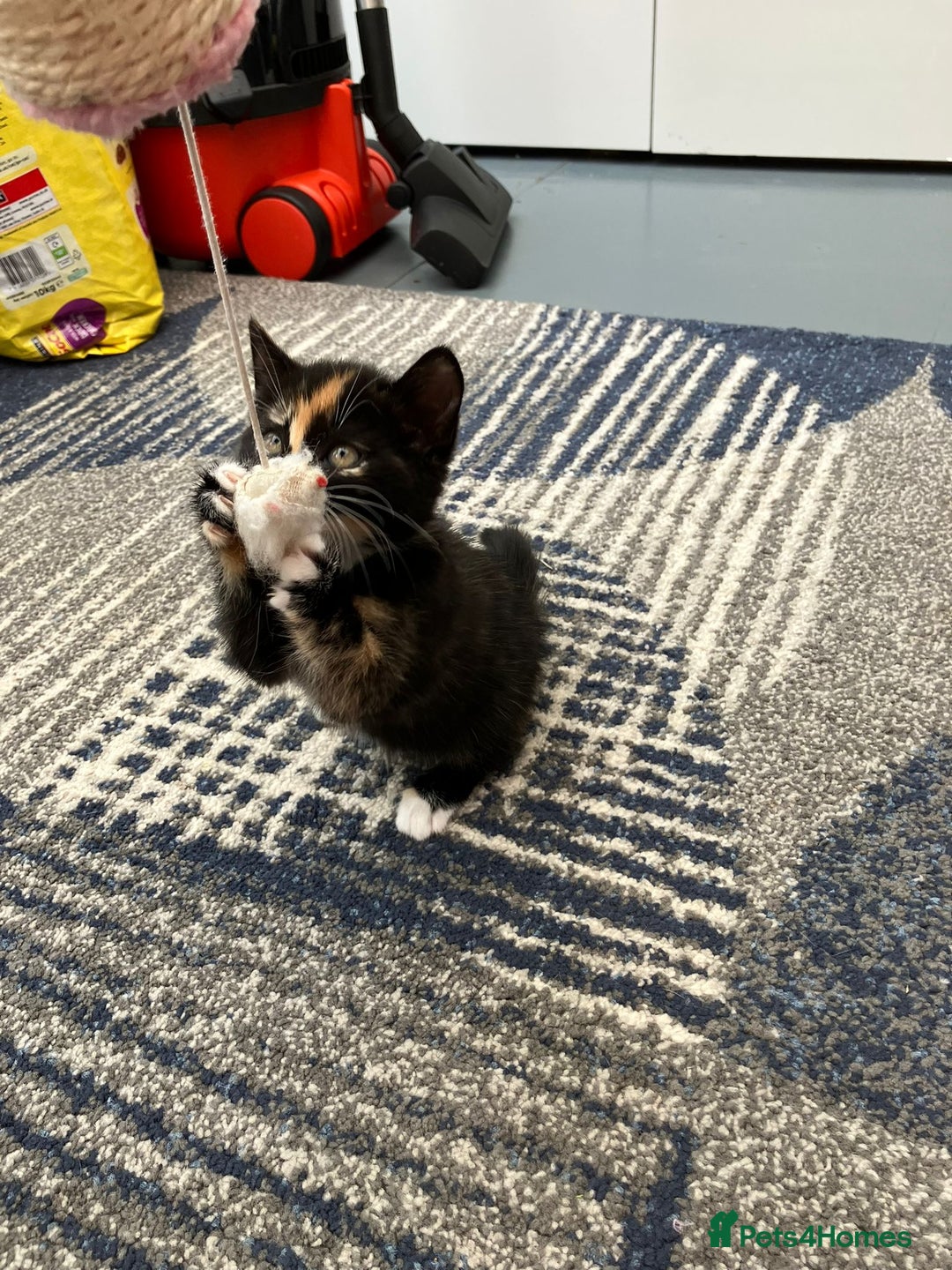 Mixed Breed cats for sale: 2 baby girl kittens for sale  - Image 5