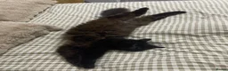 Mixed Breed cats for sale: Looking for a Forever Home (Urgent) - Advert 2