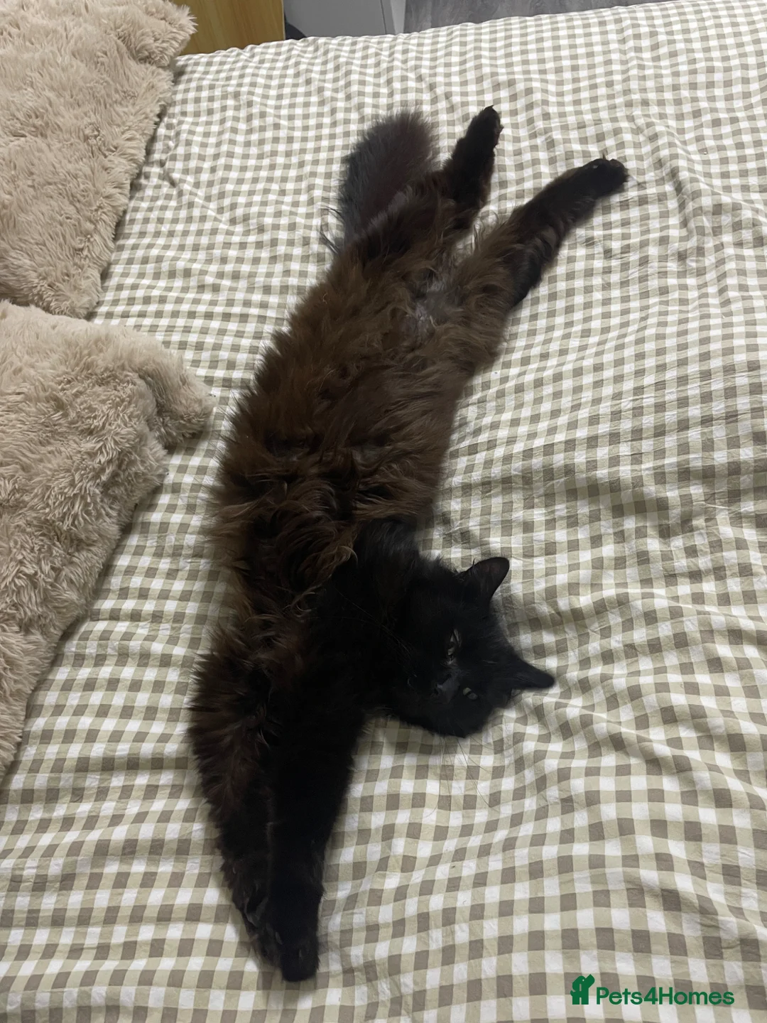 Mixed Breed cats for sale: Looking for a Forever Home (Urgent) - Advert 2