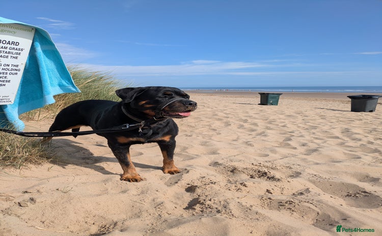 Rottweiler dogs - Advert 2