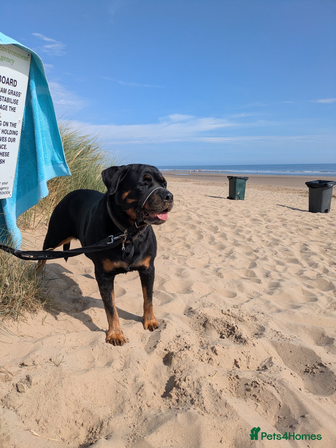 Rottweiler dogs for sale: Maya 7 years  - Image 1