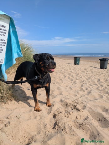 Rottweiler dogs - Advert 7