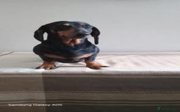 Miniature Dachshund dogs for sale: Absolutely stunning little babies - Image 4