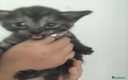 Domestic Shorthair cats for sale: Kittens for Sale - Image 10