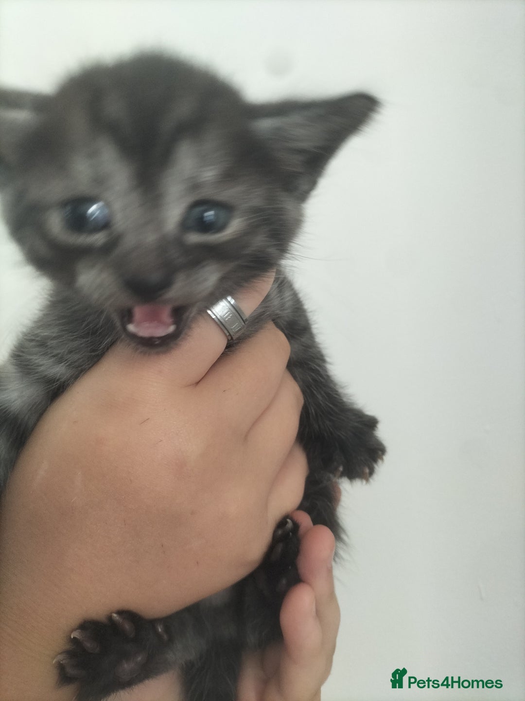 Domestic Shorthair cats for sale: Kittens for Sale - Image 10