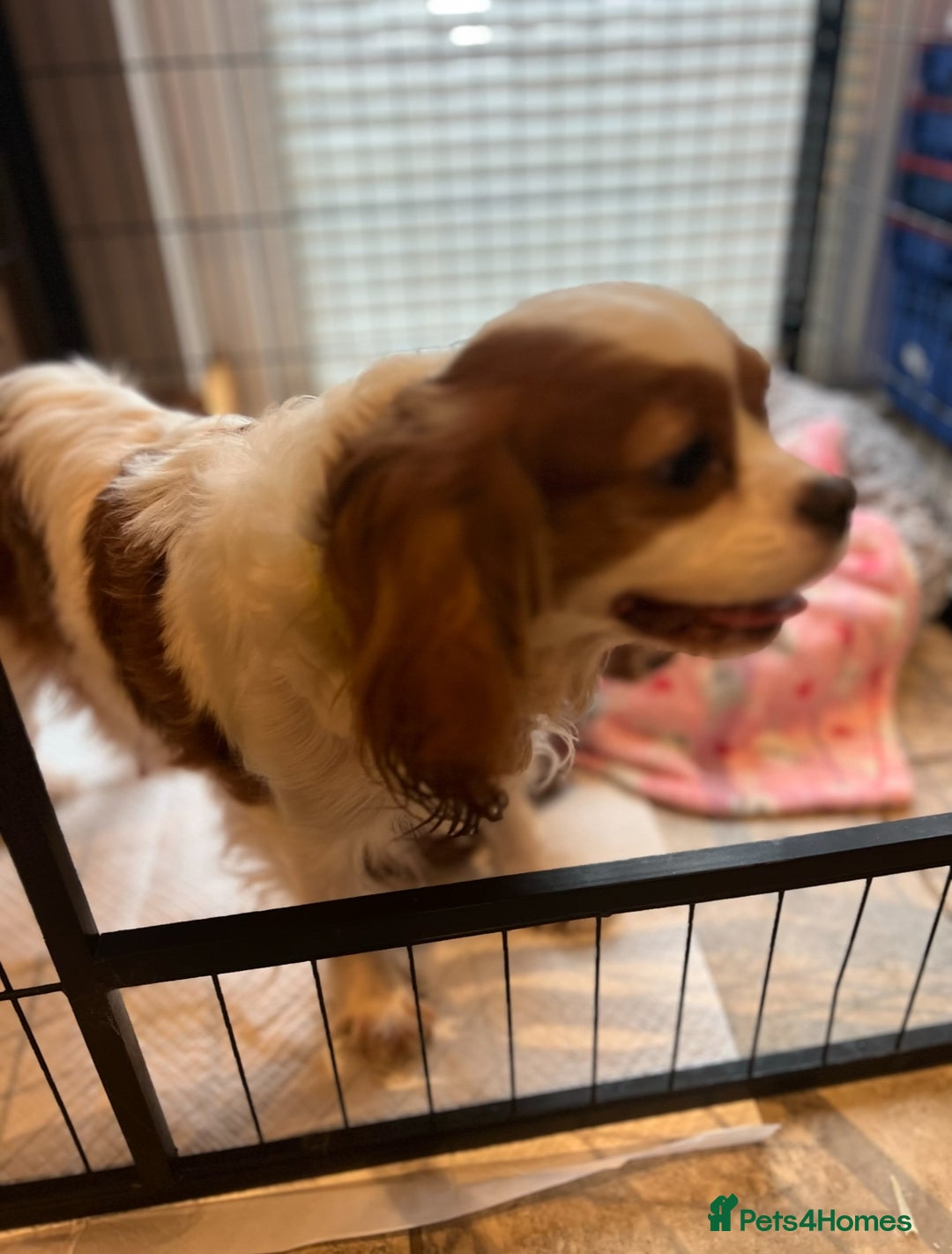 Cavapoo dogs for sale: Toy CAVAPOO Puppies - Advert 6