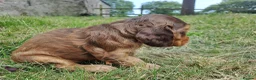 Cocker Spaniel dogs for sale: Gorgeous Show Cocker Spaniel Puppies - Advert 2