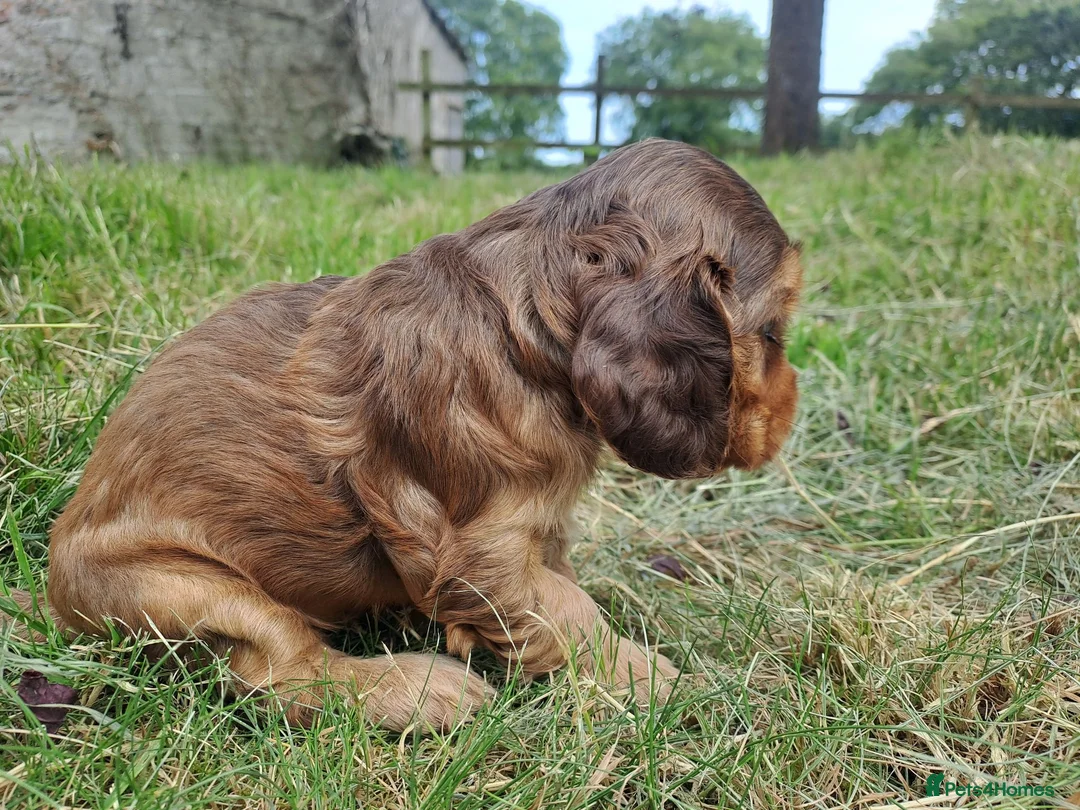 Cocker Spaniel dogs for sale: Gorgeous Show Cocker Spaniel Puppies - Advert 2