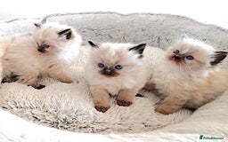 Ragdoll cats for sale: INDOOR FULL PEDIGREE RAGDOLL KITTENS - Image 1