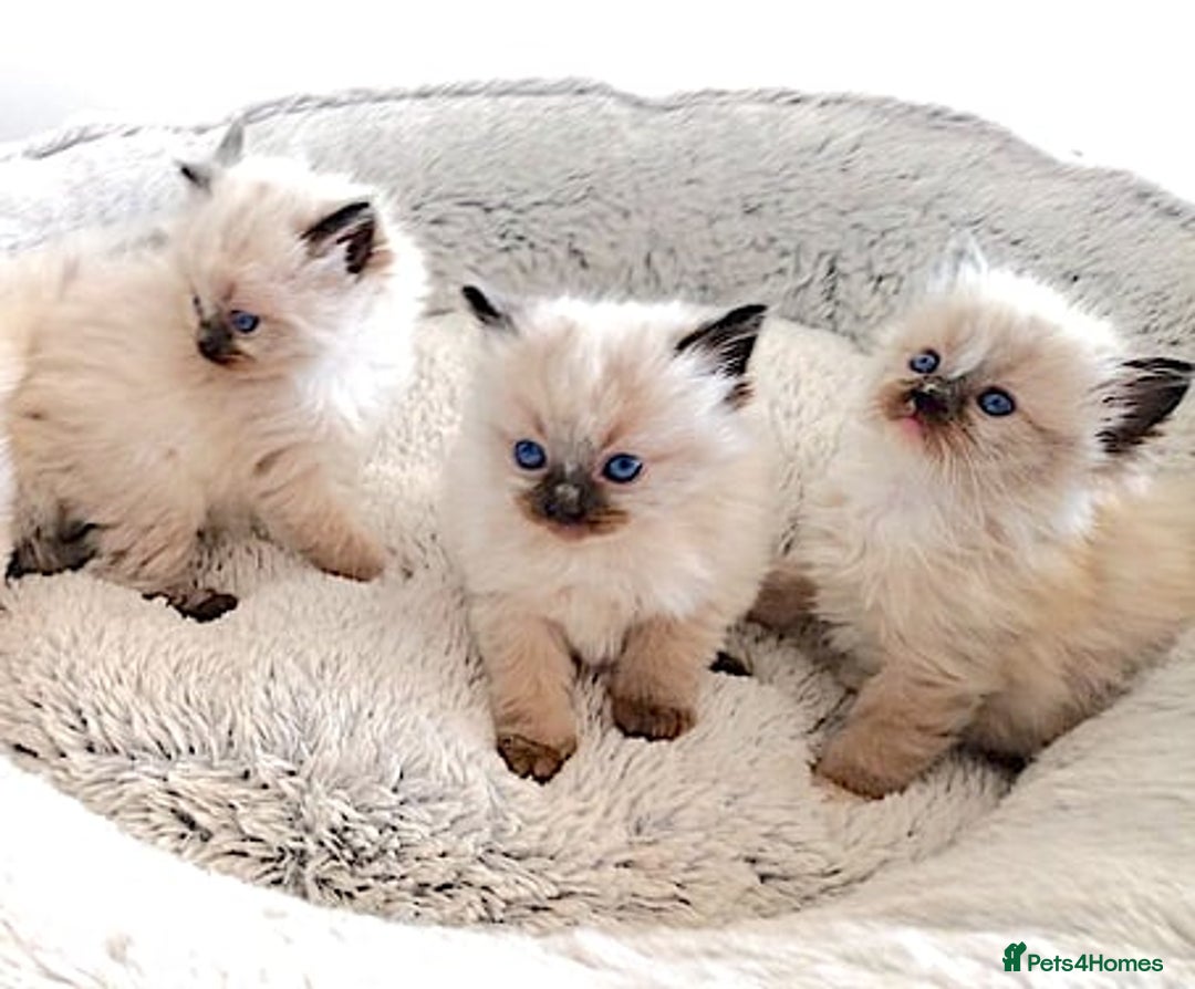 Ragdoll cats for sale: INDOOR FULL PEDIGREE RAGDOLL KITTENS - Image 1