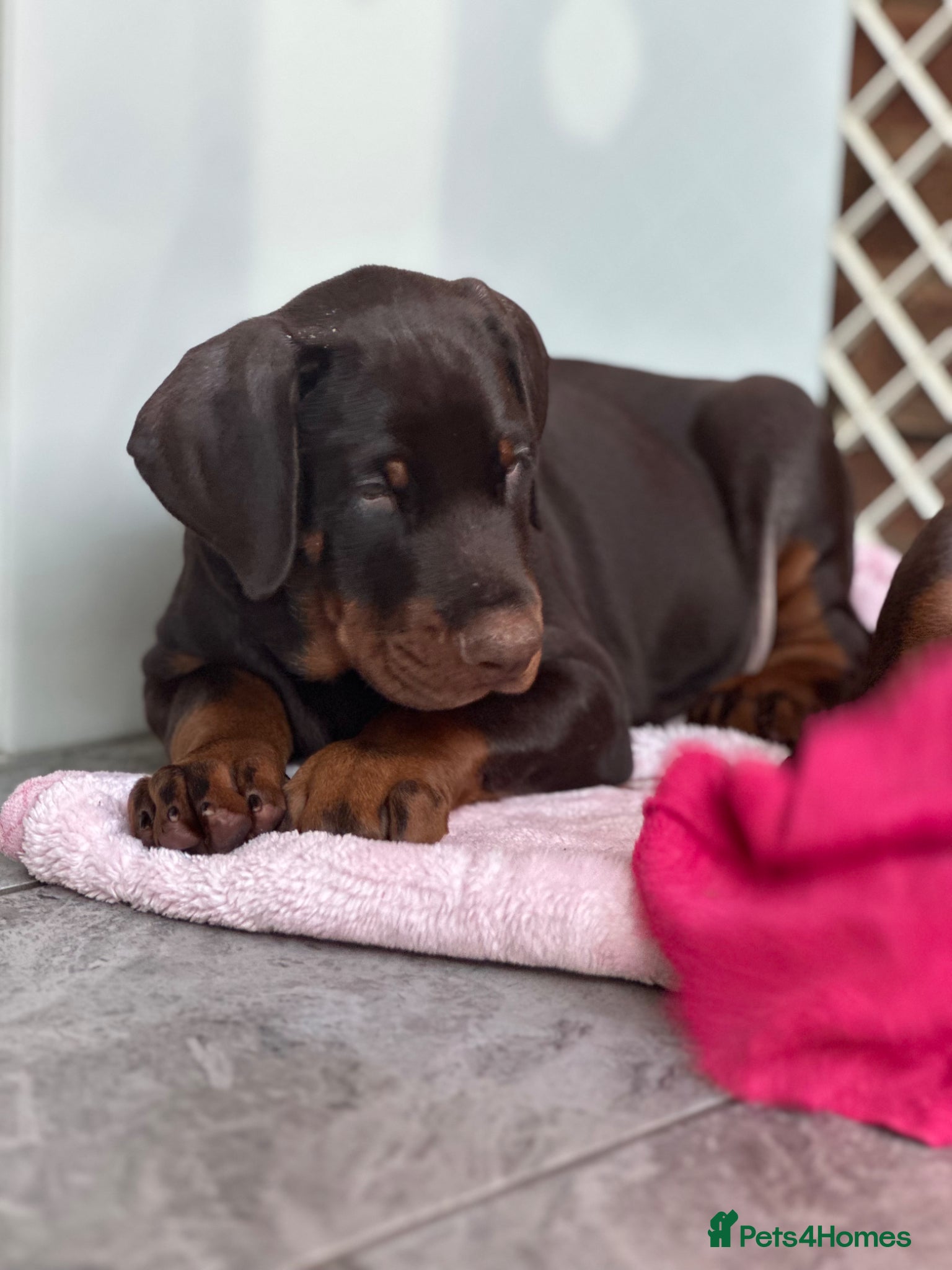 Dobermann dogs READY TO LEAVE full European Doberman jab pups - Advert 1