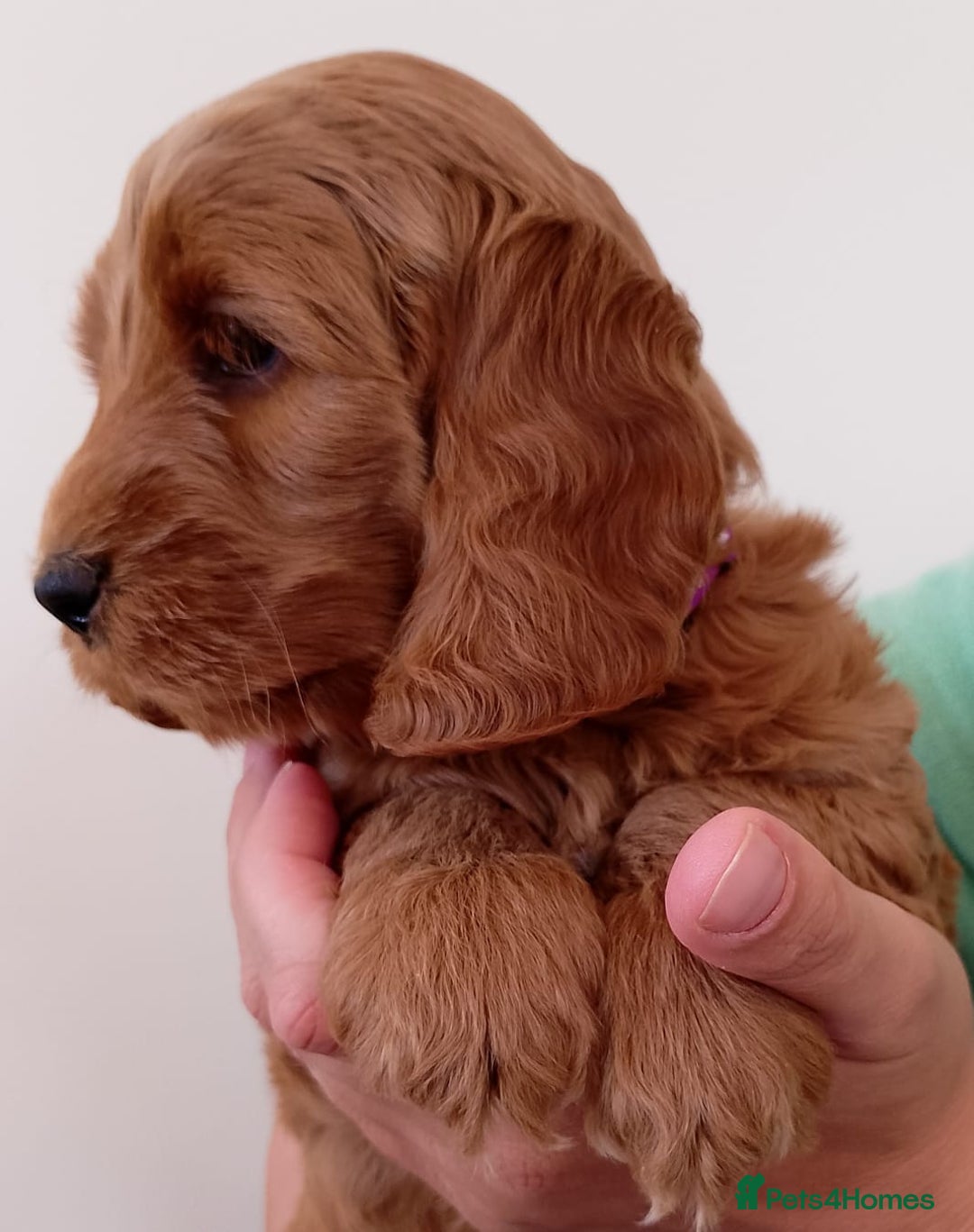 Cockapoo dogs for sale: Stunning F1 Red Miniature - Health Tested Parents - Image 14