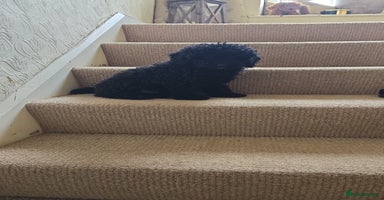 Toy Poodle dogs - Advert 3