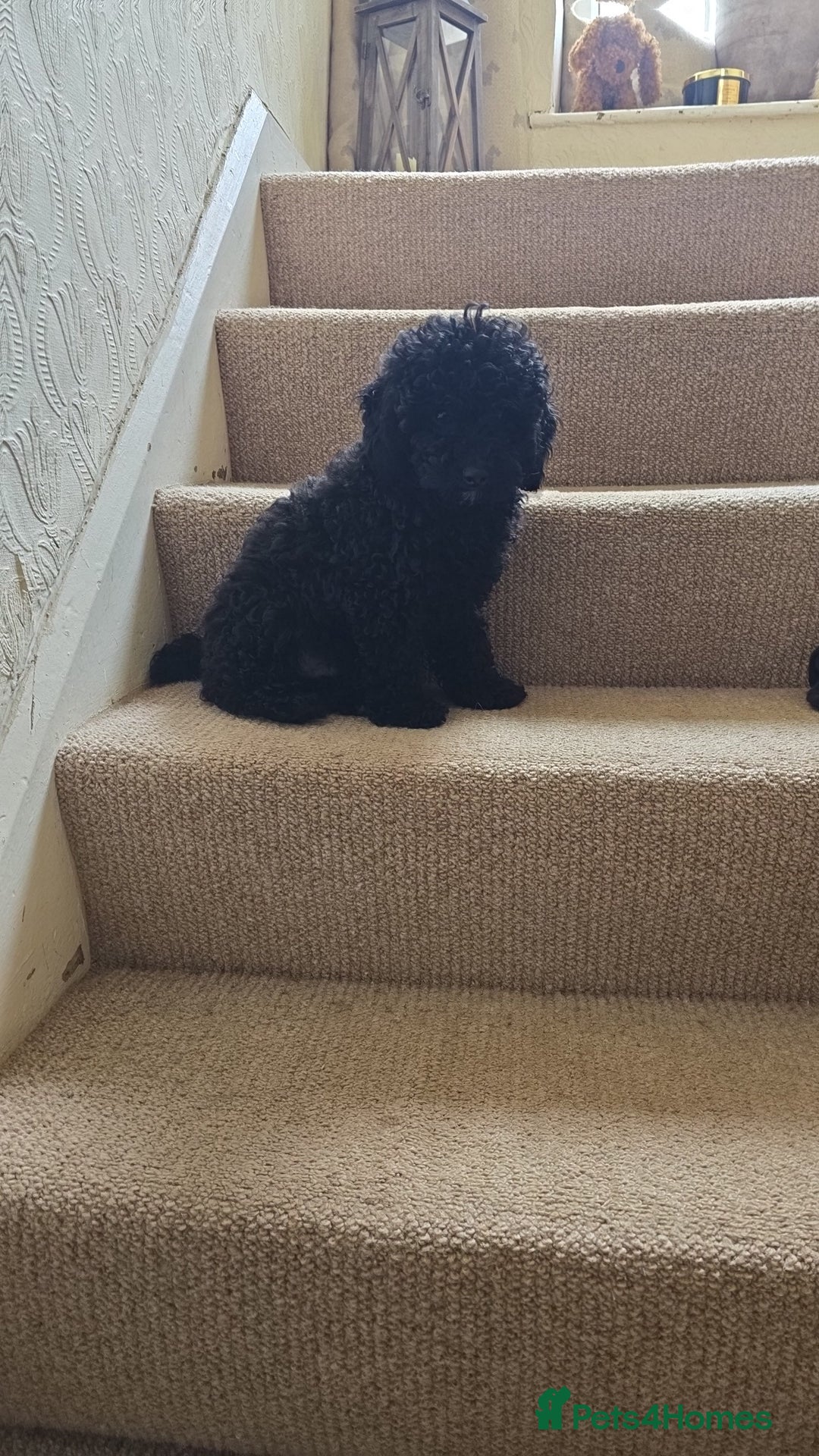 Toy Poodle dogs for sale: KC TINY TOY POODLE BOY ~ FIRTOY BLACK IS BACK - Image 2